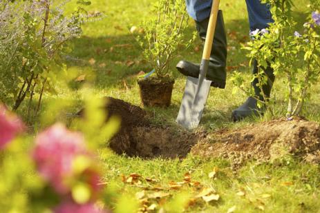 Plantation des fleurs